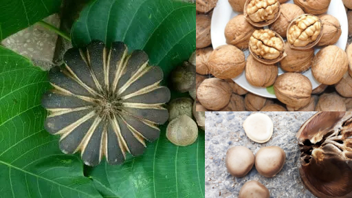 Cây Ngô đồng đẹp, tốt cho phong thủy, làm bánh ngon… nhưng đây mới là lý do chính để nó không có mặt trong nhà - Ảnh 4. Cây Ngô đồng đẹp, tốt cho phong thủy, làm bánh ngon… nhưng đây mới là lý do chính để nó không có mặt trong nhà - Ảnh 4.