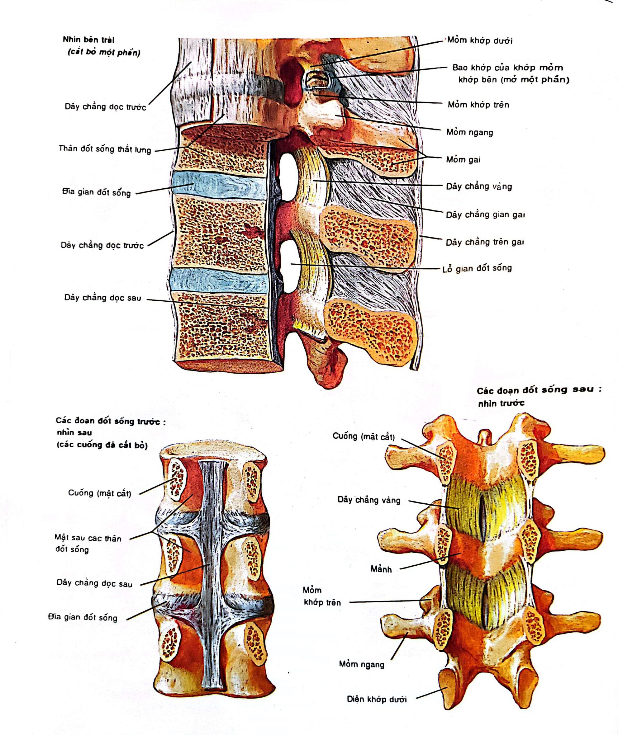 Các phương pháp trị thoát vị đĩa đệm- Ảnh 1.