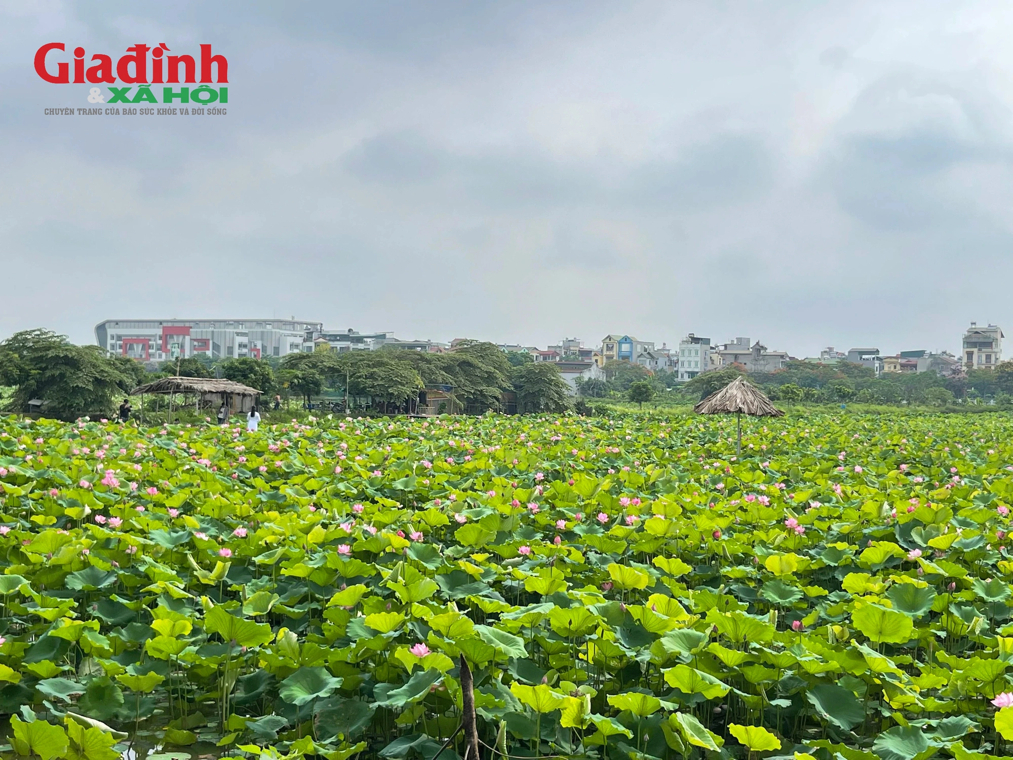 Giữa những cánh đồng lúa chín vàng, sắc trắng hồng của loài Quốc hoa như xua tan đi những oi bức mùa hạ.