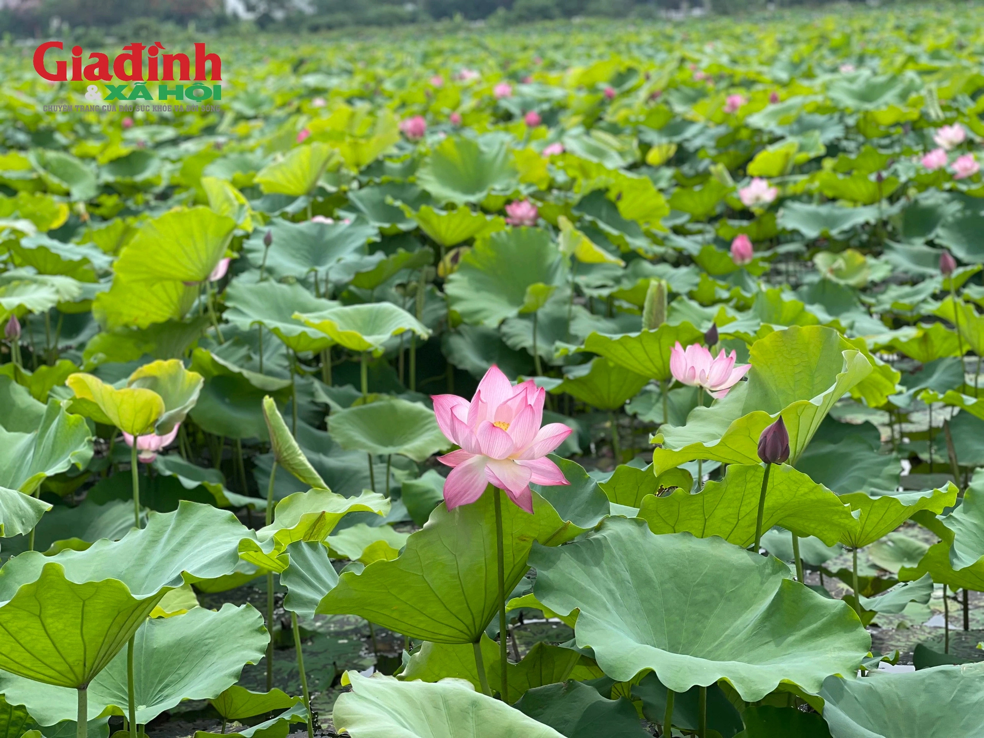 Loài hoa mang trong mình cả sự tinh khiết và cao đẹp.