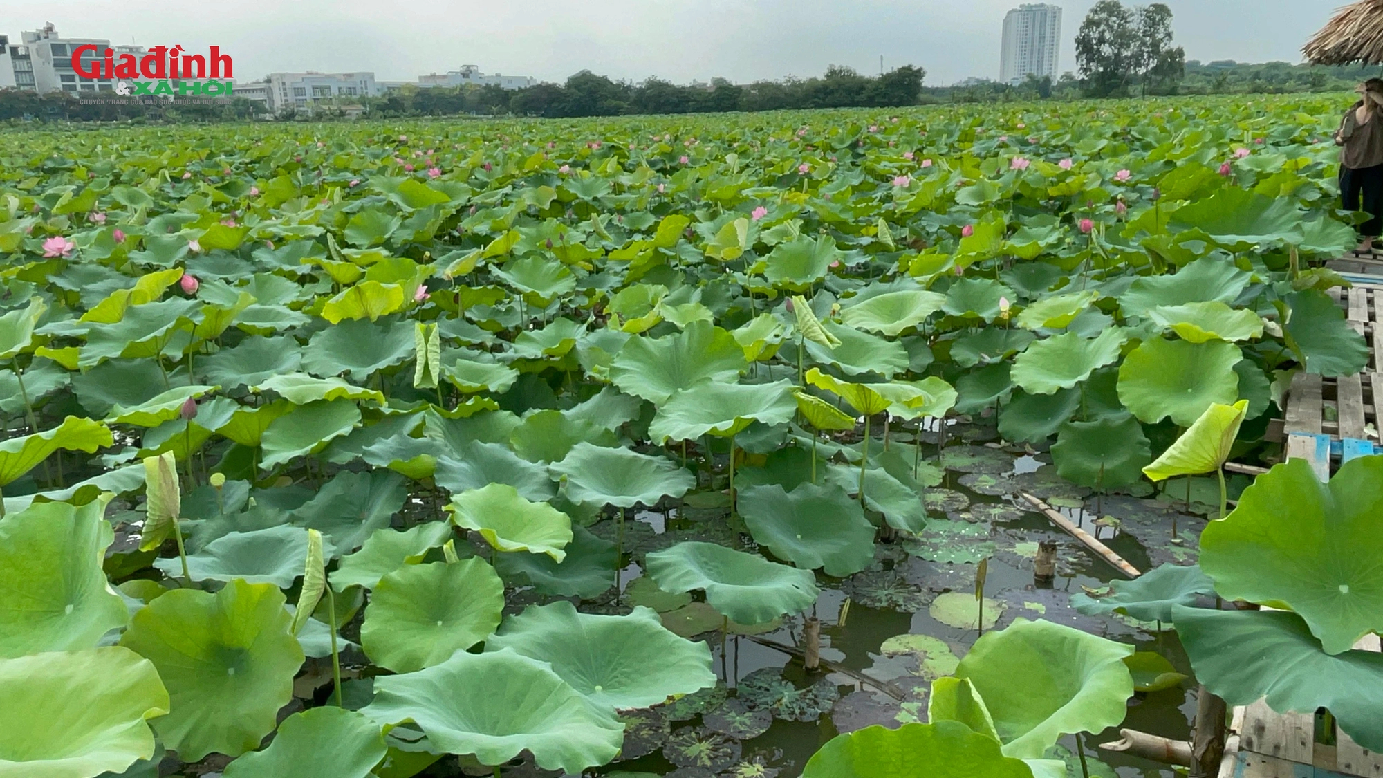 Mê mẩn vẻ đẹp của đầm sen đầu mùa tại Hà Nội, nhiều người đến tạo dáng check im- Ảnh 9.