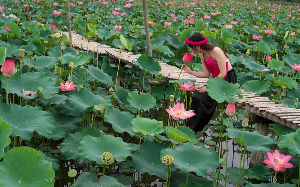 Mê mẩn vẻ đẹp của đầm sen đầu mùa tại Hà Nội, nhiều người đến tạo dáng check im- Ảnh 10.