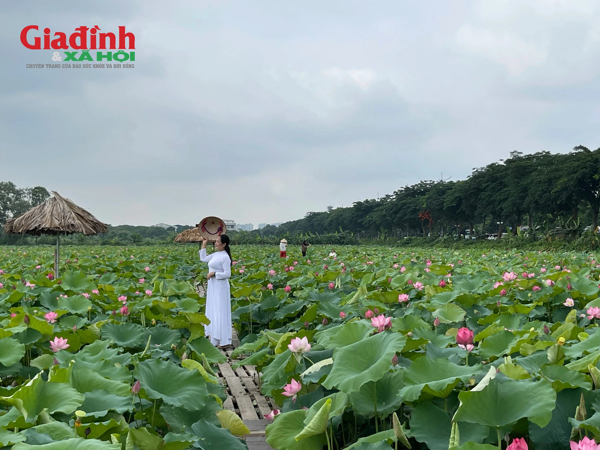 Cả đầm sen như tô điểm cho bức tranh thôn quê mộc mạc, dung dị.