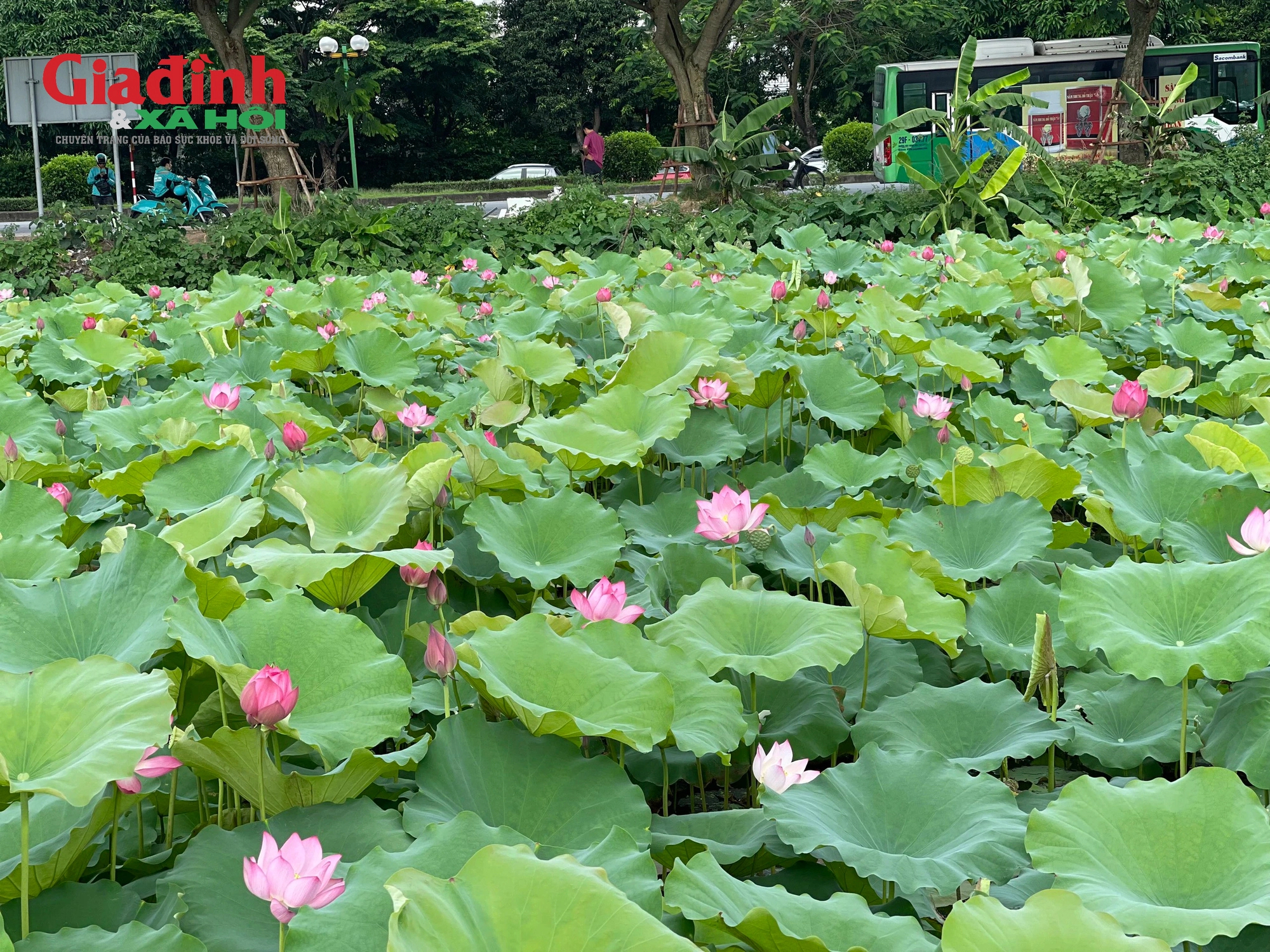 Hoa sen bung nở hoa đầu mùa, dưới ánh nắng vàng mùa hè càng trở nên thơ mộng và dịu dàng.