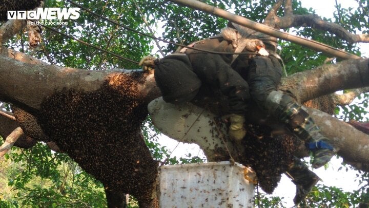 Hốt bạc từ 'cây ong mật' kỳ lạ ở Điện Biên cho hàng tấn mật ong thượng hạng - Ảnh 4.