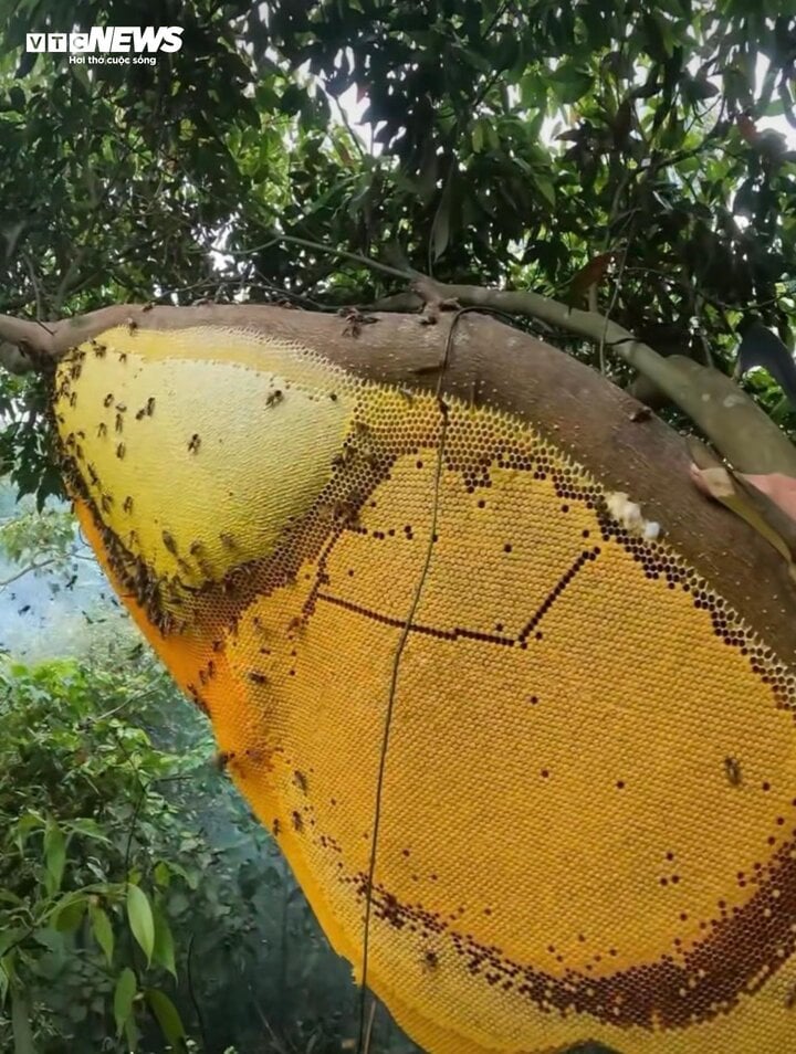 Hốt bạc từ 'cây ong mật' kỳ lạ ở Điện Biên cho hàng tấn mật ong thượng hạng - Ảnh 5.