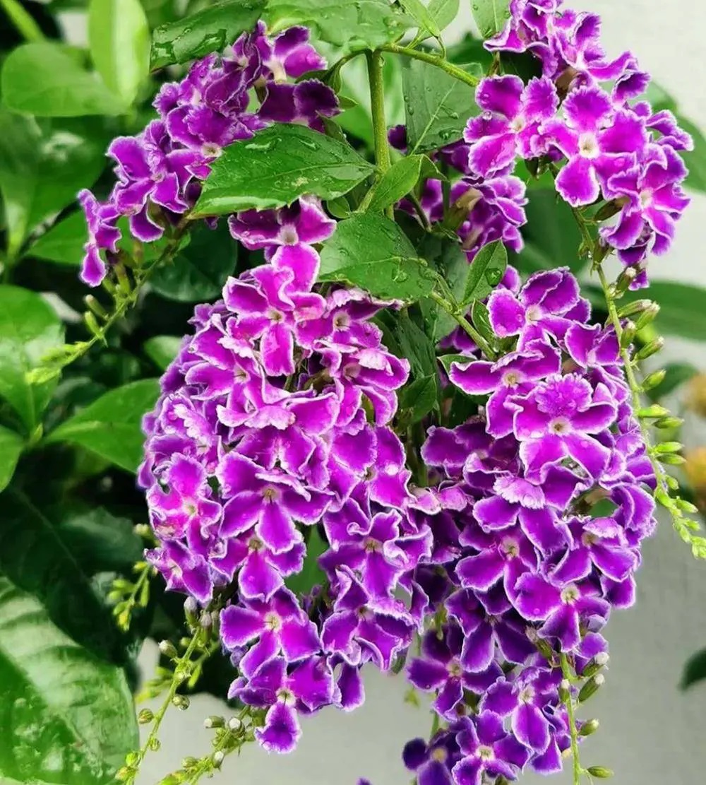 2 cây cảnh ra hoa rực rỡ này mùa hè càng nóng càng phát triển nhanh, ví như 'nữ hoàng mùa hạ'- Ảnh 3.