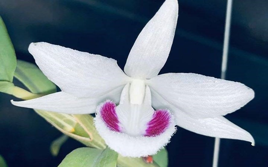 Kẻ "ẩn mặt" sau mạng x&atilde; hội v&agrave; c&uacute; lừa hoa lan đột biến