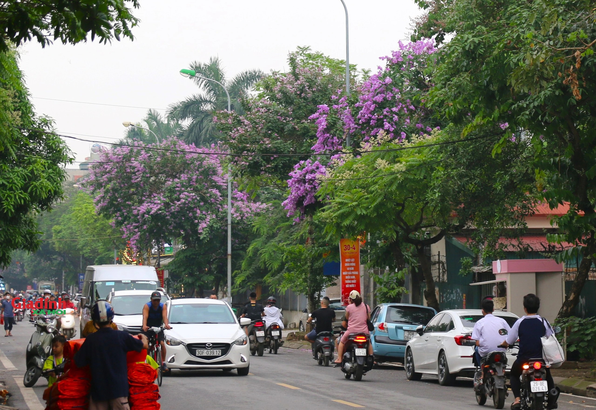  Hà Nội đẹp ngỡ ngàng mùa hoa bằng lăng tím - Ảnh 8.