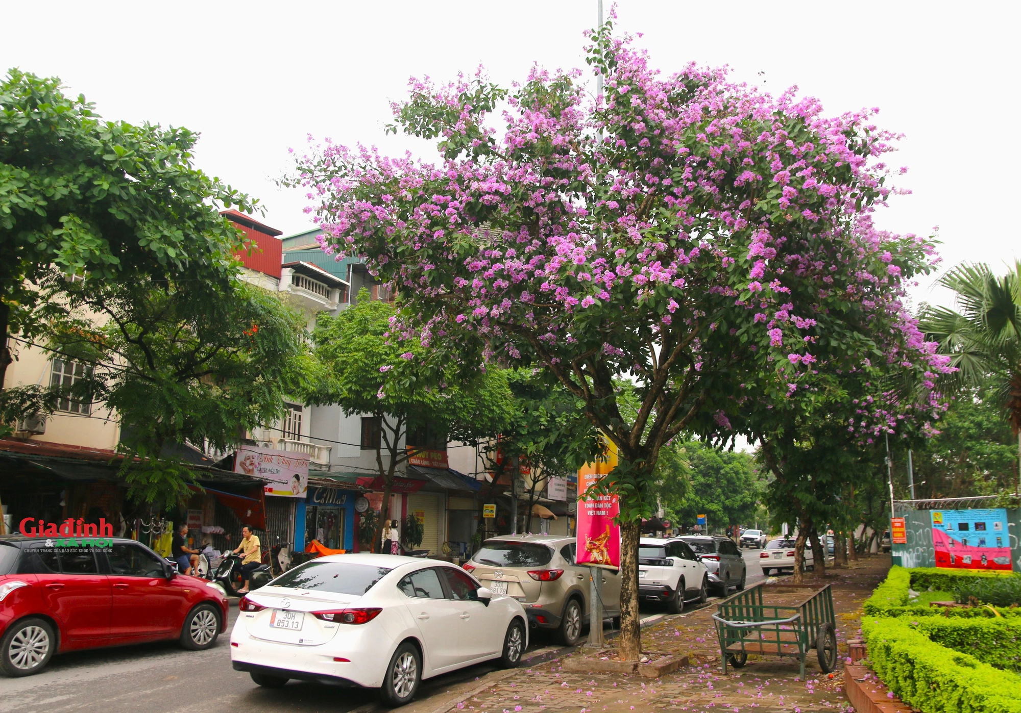  Hà Nội đẹp ngỡ ngàng mùa hoa bằng lăng tím - Ảnh 18.