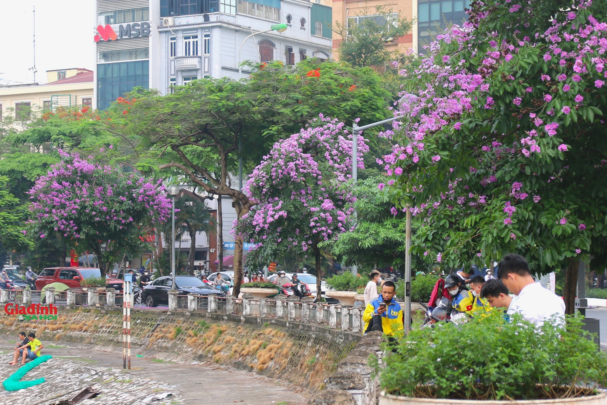  Hà Nội đẹp ngỡ ngàng mùa hoa bằng lăng tím - Ảnh 14.