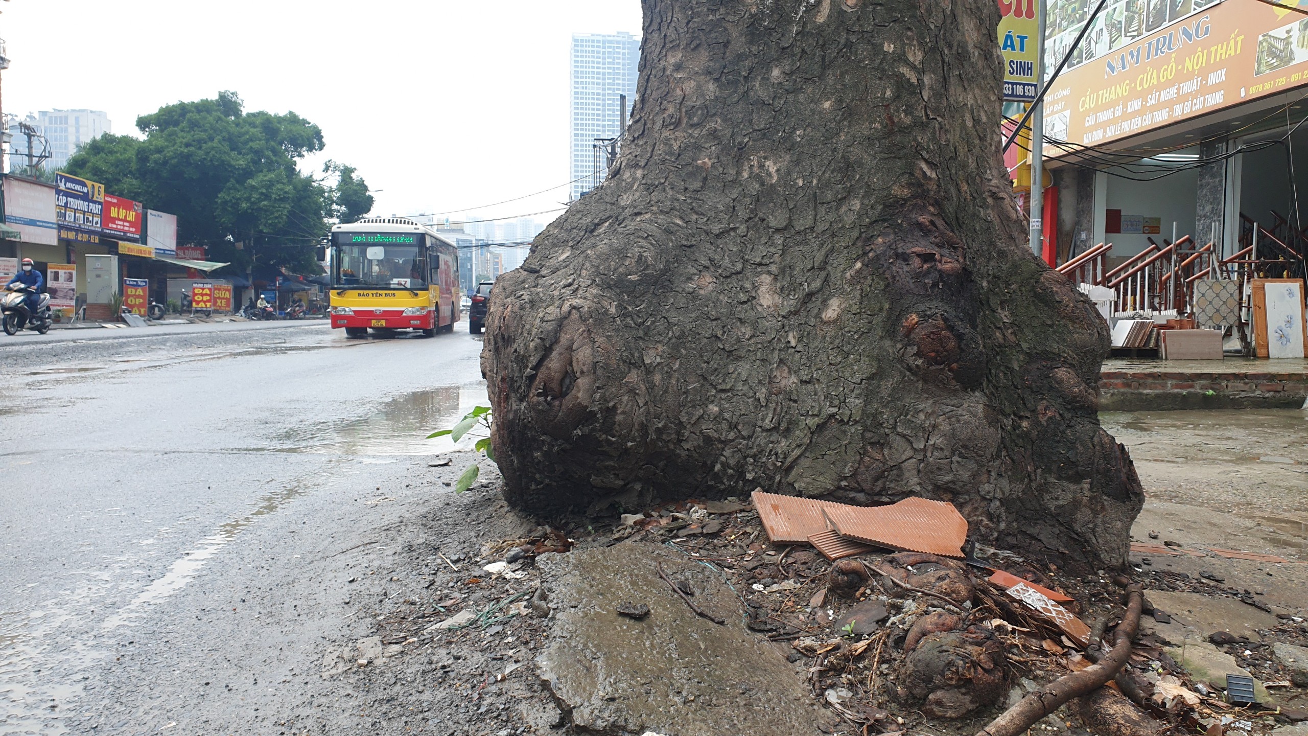 Loạt cây xanh lâu năm ở Hà Nội 'mất ngọn', trơ trụi để triển khai dự án- Ảnh 10.