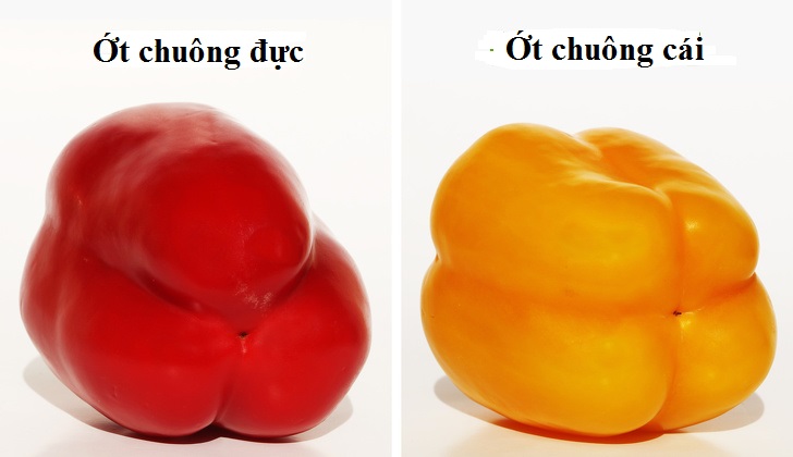 Chọn ớt chuông có đáy 3 rãnh hay 4 rãnh thì ngon và món ngon bất ngờ từ ớt chuông- Ảnh 1.