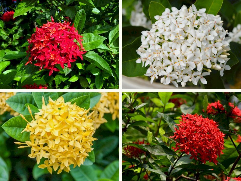 Ý nghĩa phong thủy của hoa Mẫu đơn, hoa Mẫu đơn có dâng cúng trên ban thờ được không?- Ảnh 4.