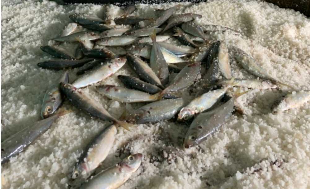 Jeder isst Makrelen, aber diese beiden Makrelenarten schmecken am besten, wenn sie geschmort oder gedämpft werden – Foto 6. Cá nục ai cũng ăn, nhưng 2 loại cá nục này đem kho, đem hấp mới ngon nhất- Ảnh 6.