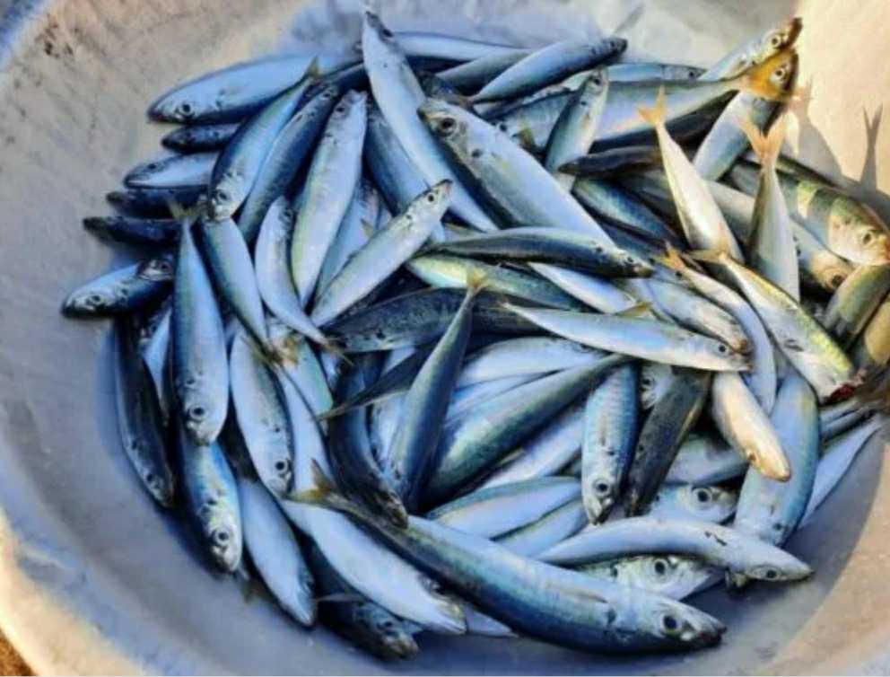 Jeder isst Makrelen, aber diese beiden Makrelenarten schmecken am besten, wenn sie geschmort oder gedämpft werden – Foto 4. Cá nục ai cũng ăn, nhưng 2 loại cá nục này đem kho, đem hấp mới ngon nhất- Ảnh 4.