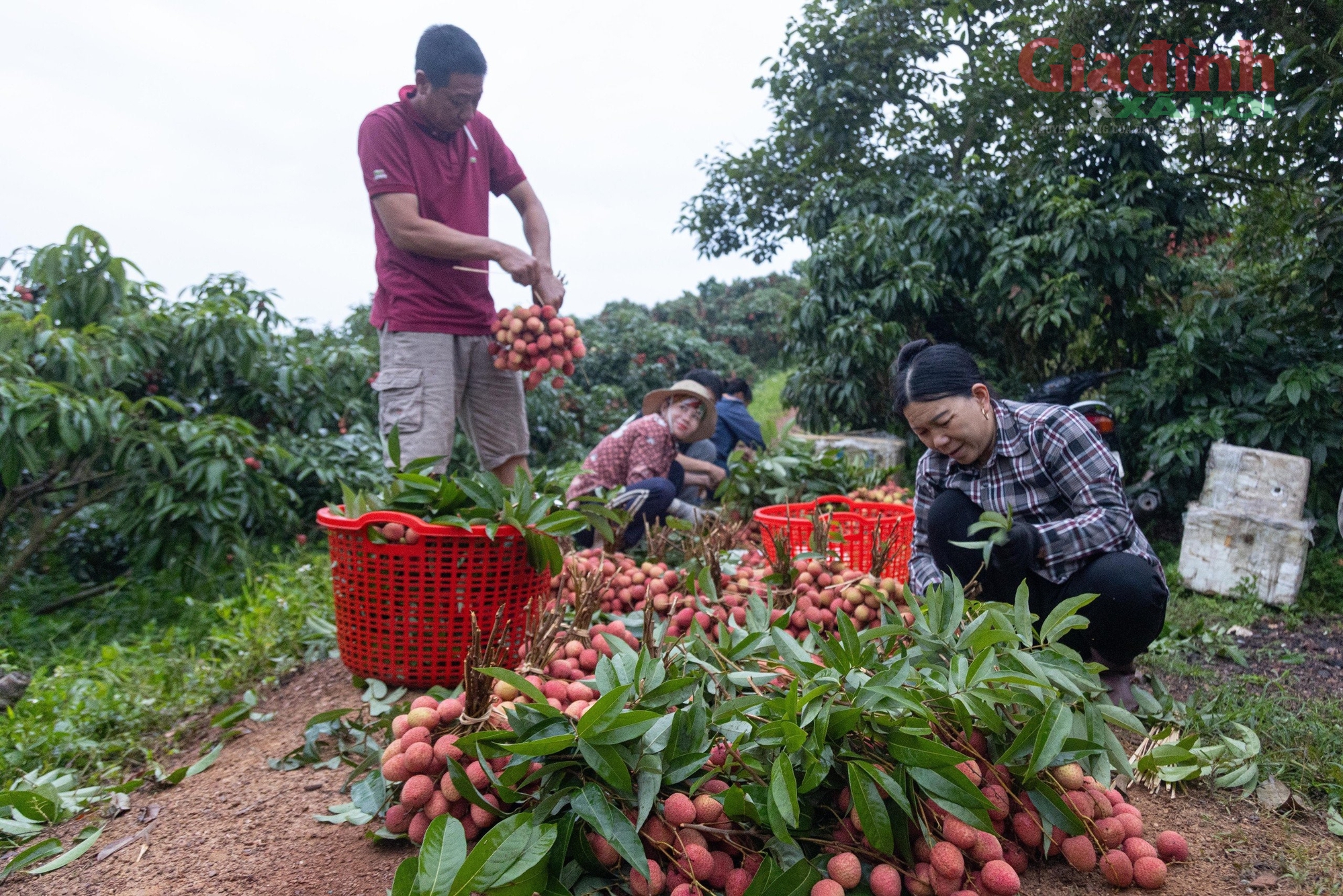 Người nông dân Bắc Giang khóc ròng vì vải thiều được giá lại mất mùa chưa từng có trong 30 năm- Ảnh 2.