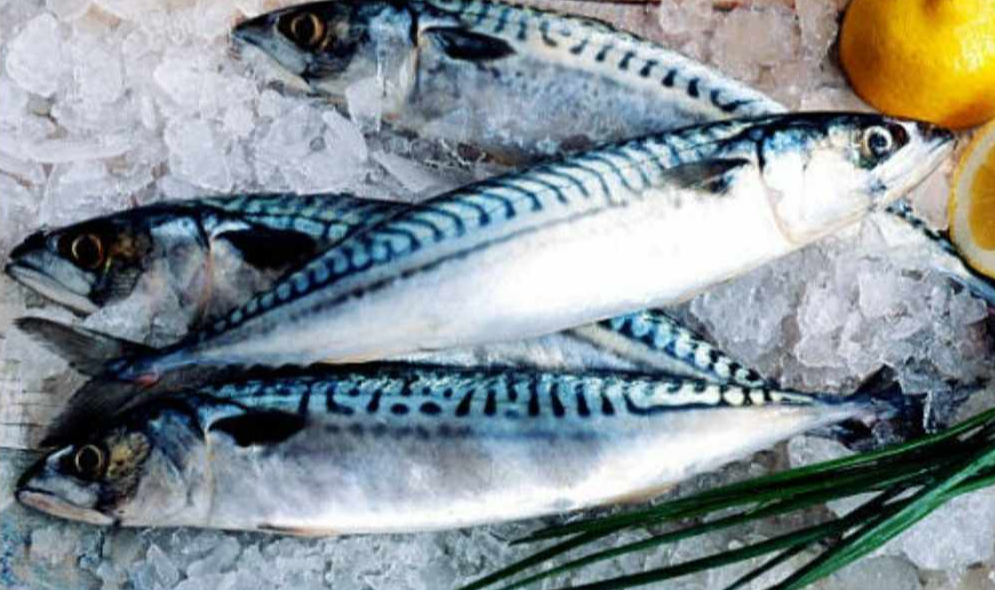 Jeder isst Makrelen, aber diese beiden Makrelenarten schmecken am besten, wenn sie geschmort oder gedämpft werden – Foto 2. Cá nục ai cũng ăn, nhưng 2 loại cá nục này đem kho, đem hấp mới ngon nhất- Ảnh 2.