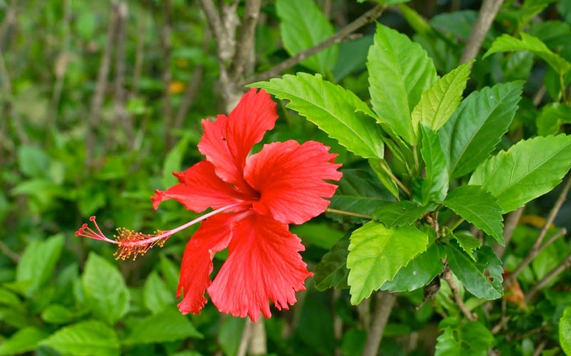 Tumbuhan hiasan yang ditanam sebagai lindung nilai bukan sahaja cantik tetapi juga digunakan sebagai bahan untuk membuat hidangan lazat istimewa - Foto 2. Cây cảnh trồng hàng rào không chỉ đẹp mà còn làm nguyên liệu chế biến món ngon đặc biệt - Ảnh 2.