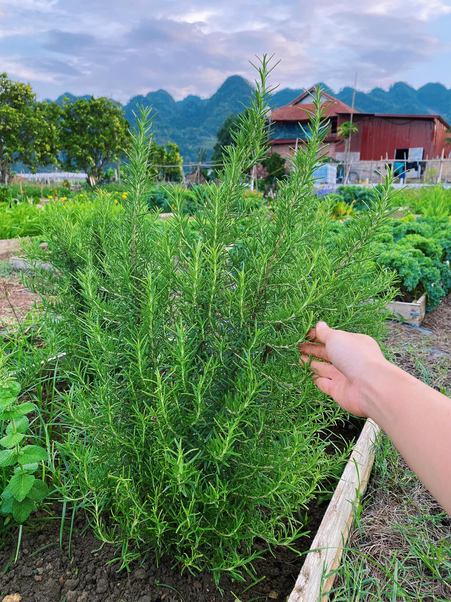 Khu vườn đẹp ấn tượng của cô gái 30 tuổi: Rau trái thu hoạch quanh năm mà chi phí cải tạo chỉ 10 triệu đồng- Ảnh 17.