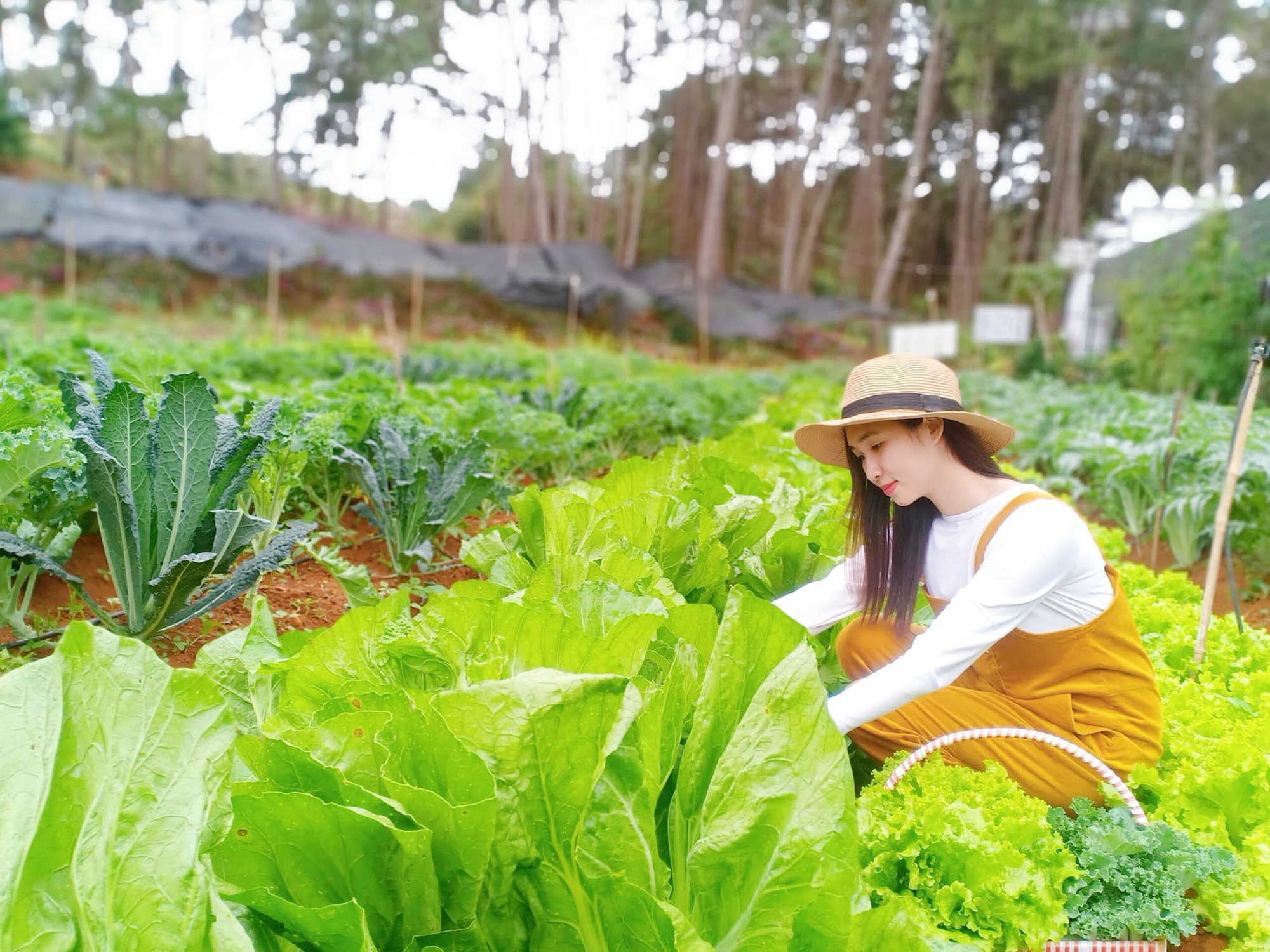 Khu vườn đẹp ấn tượng của cô gái 30 tuổi: Rau trái thu hoạch quanh năm mà chi phí cải tạo chỉ 10 triệu đồng- Ảnh 1.