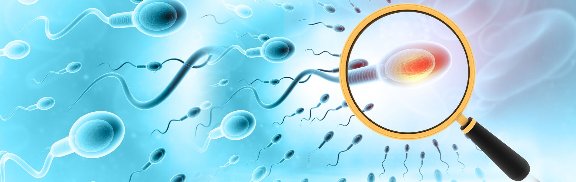 1900x600-blog-images-know-your-sperm-health-16838689958571573403657-1718956340692-17189563418161765249690.jpg