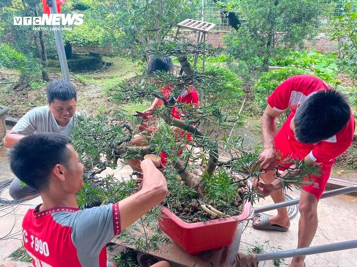 Nghề kiếm tiền triệu mỗi ngày tại làng cây cảnh - Ảnh 2.