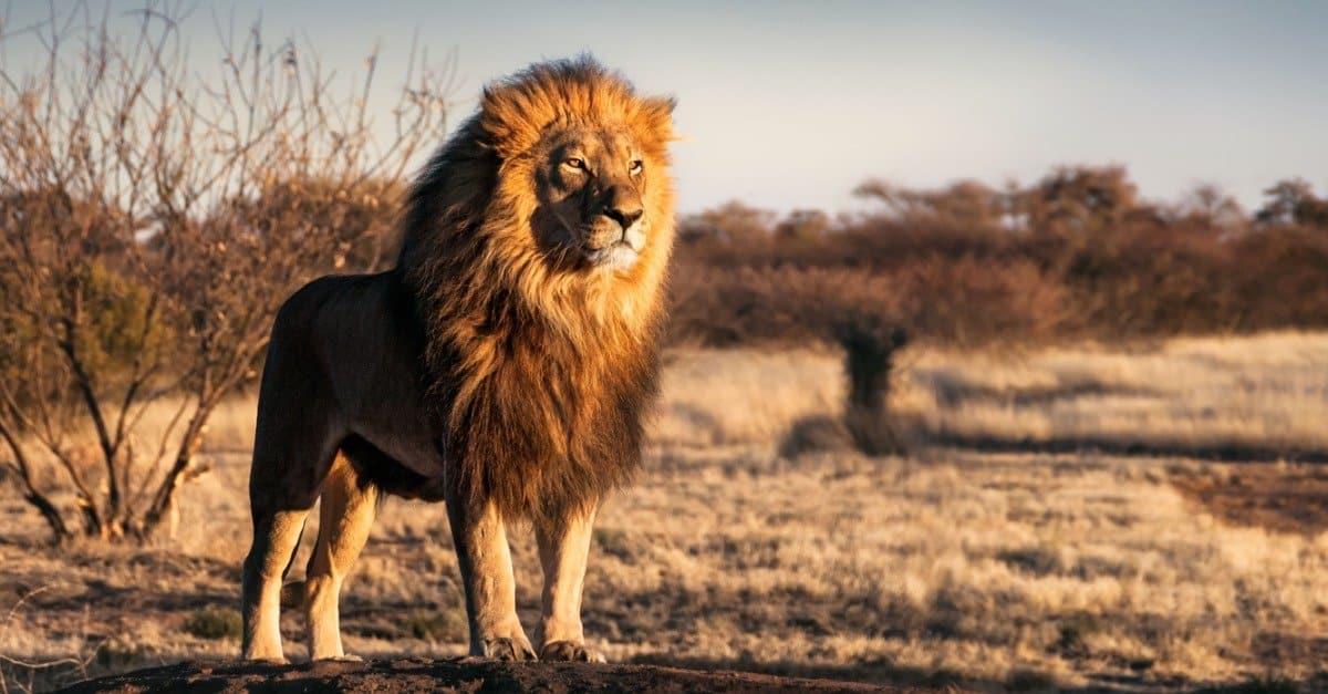 Đâu là cuộc tấn công nguy hiểm nhất của sư tử trong lịch sử nhân loại?- Ảnh 1.