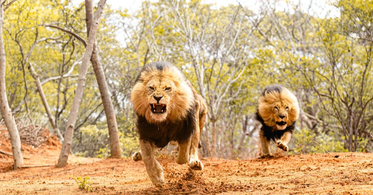 Đâu là cuộc tấn công nguy hiểm nhất của sư tử trong lịch sử nhân loại?- Ảnh 3.
