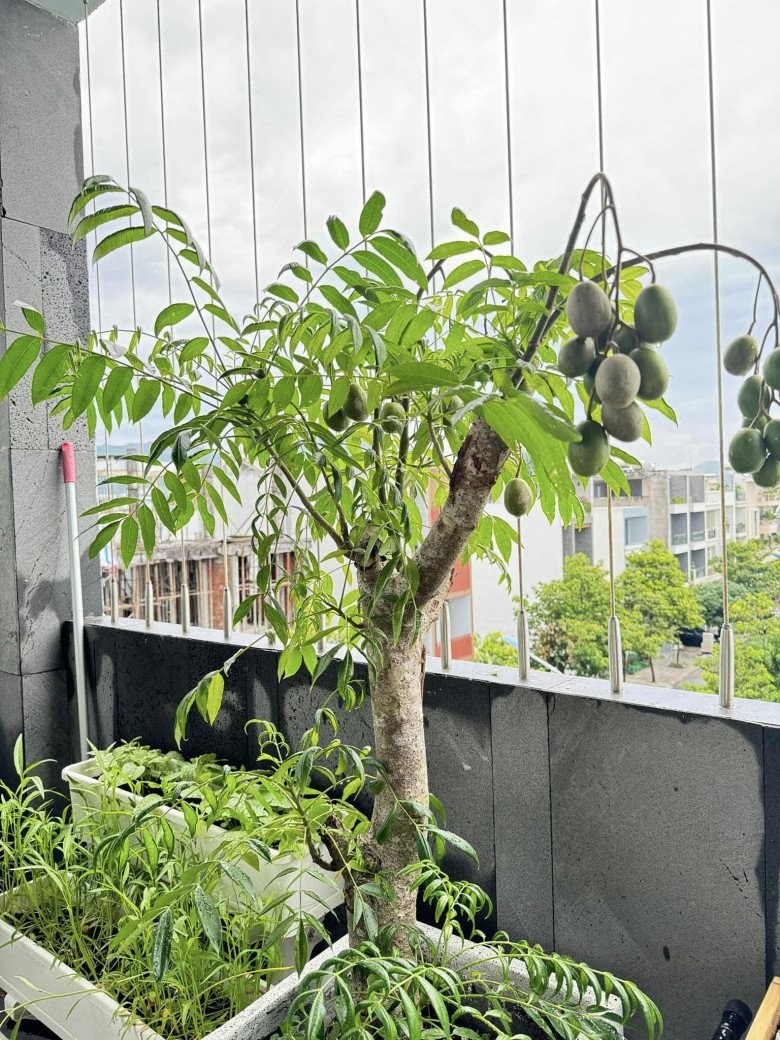 Vợ Phan Mạnh Quỳnh hé lộ điểm đặc biệt trong căn biệt thự biển Nha Trang, chia sẻ kinh nghiệm trồng cây trên sân thượng- Ảnh 12.