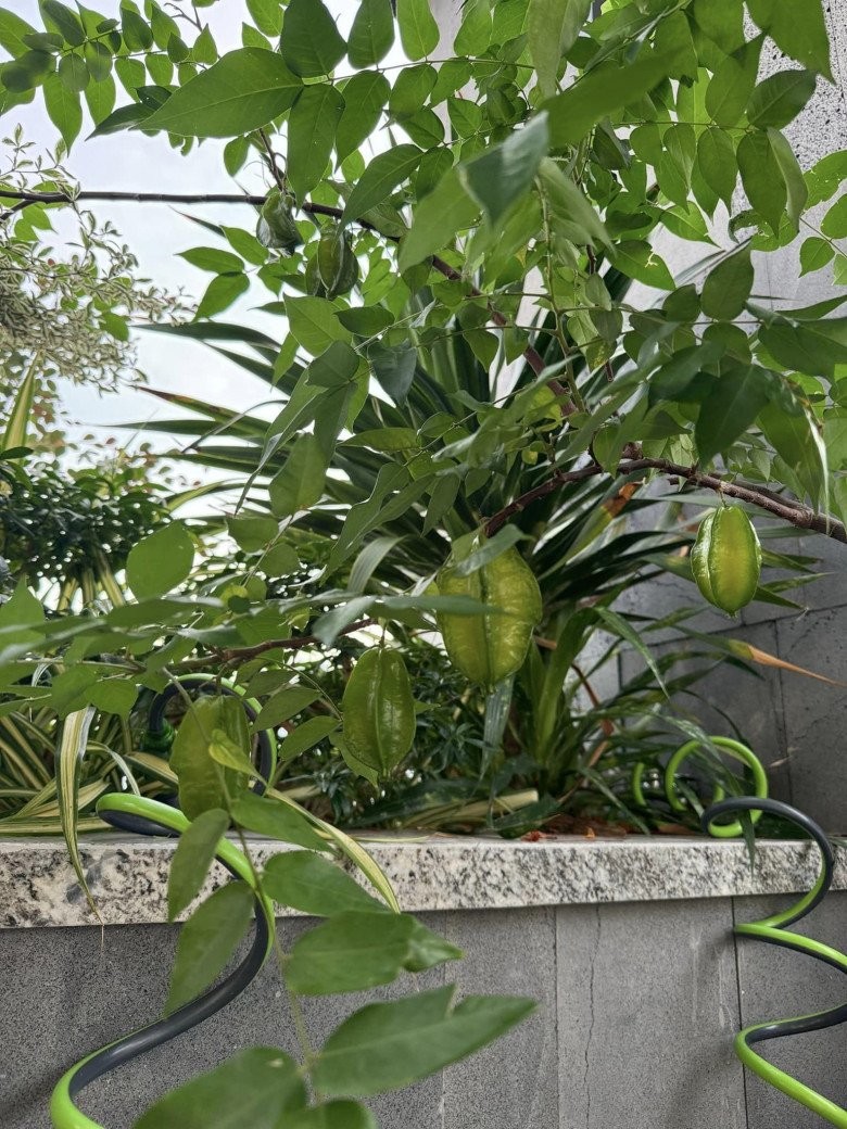 Vợ Phan Mạnh Quỳnh hé lộ điểm đặc biệt trong căn biệt thự biển Nha Trang, chia sẻ kinh nghiệm trồng cây trên sân thượng- Ảnh 13.