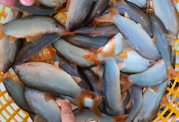 Loại cá đặc sản miền Tây rớt giá, dân rao bán chỉ từ 300.000 đồng/kg - Ảnh 3.