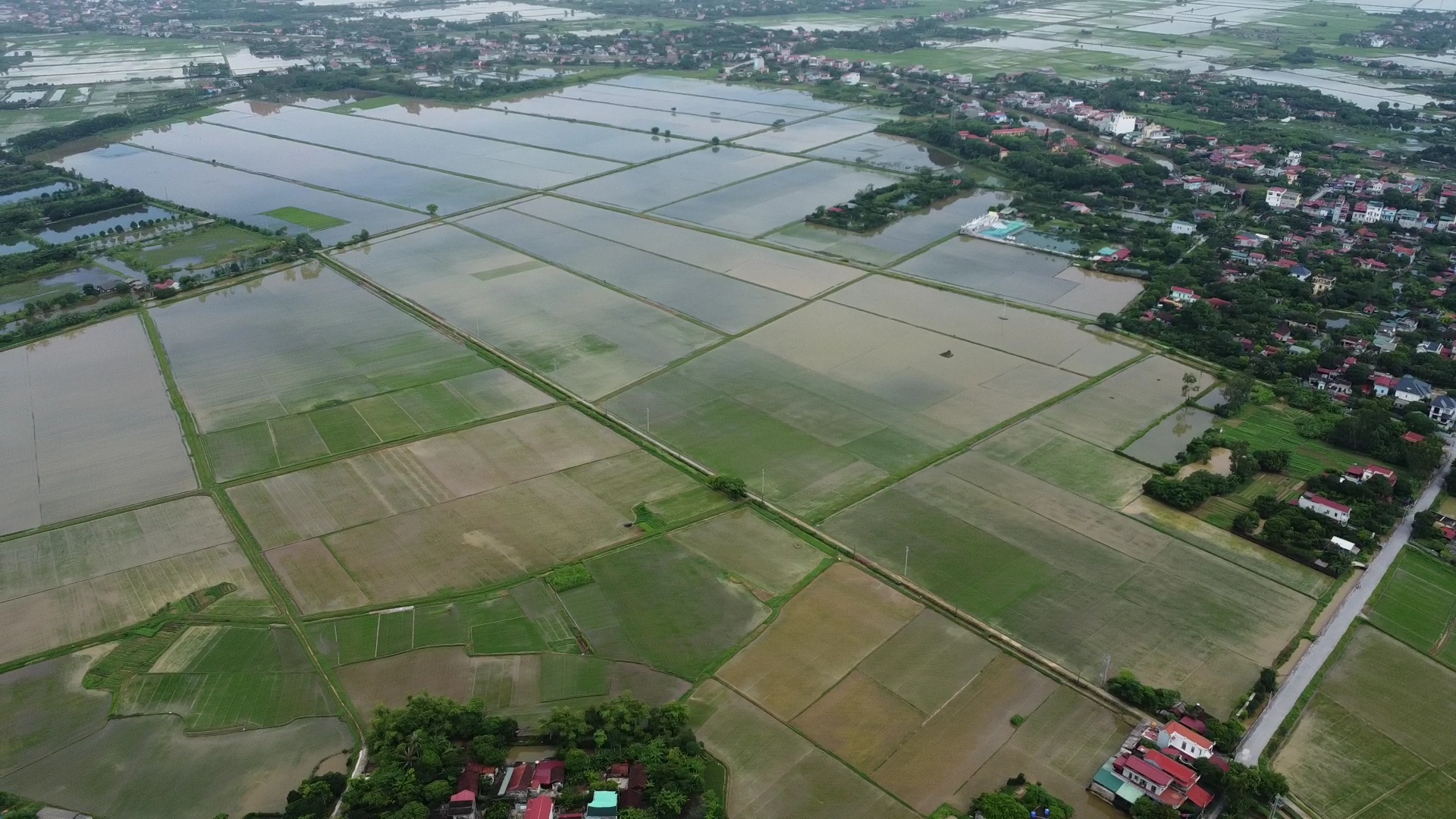 Loạt ruộng lúa ở Nam Định ngập trong nước dài ngày- Ảnh 9.