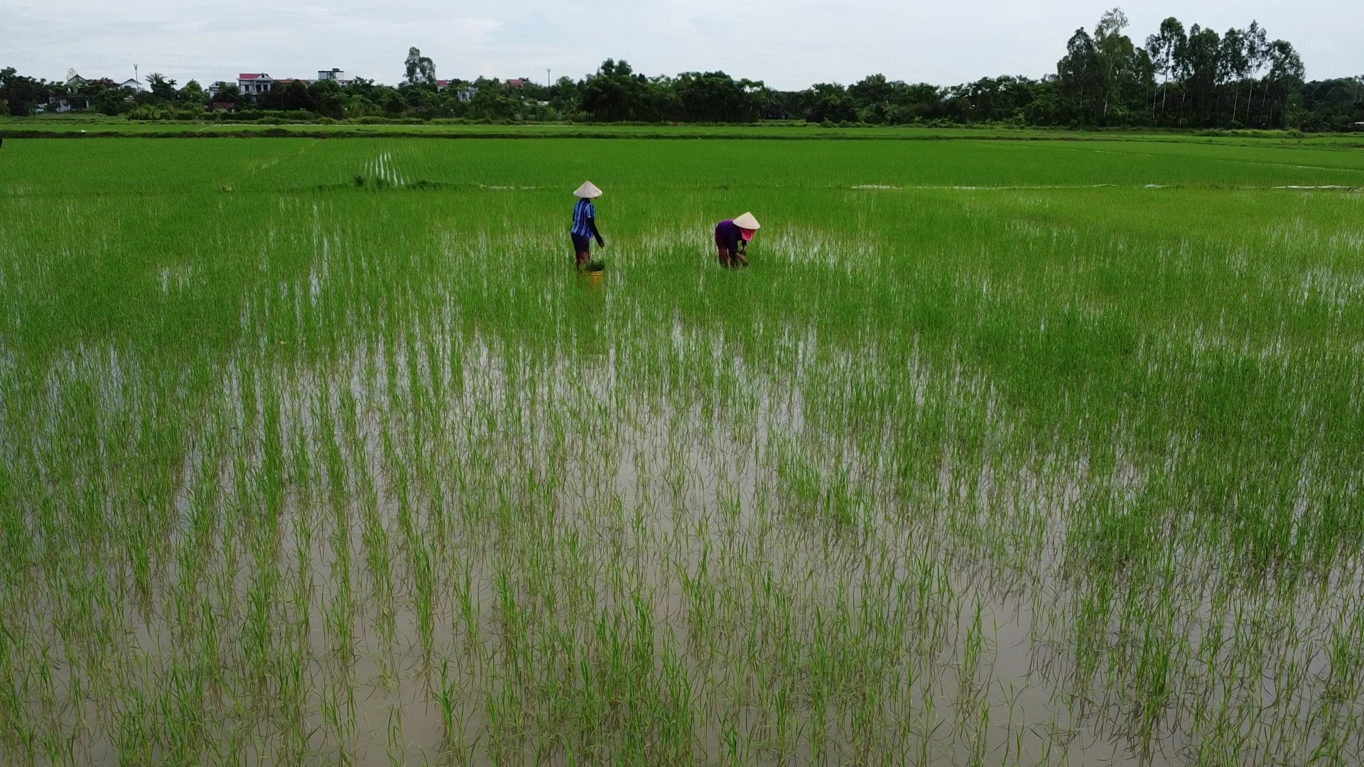 Loạt ruộng lúa ở Nam Định ngập trong nước dài ngày- Ảnh 12.