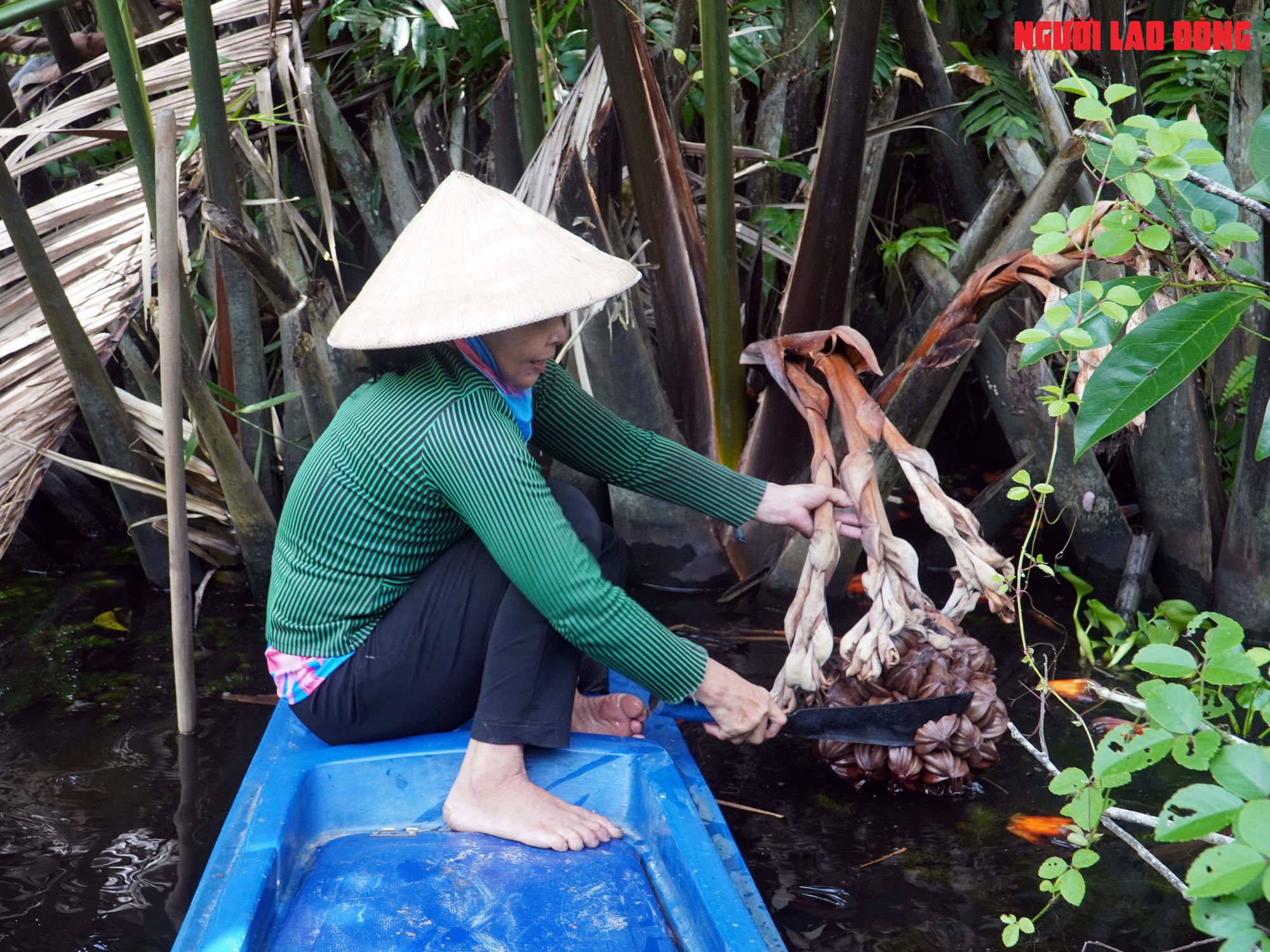 Loại trái từng bỏ đi, giờ đem về tiền triệu cho người miền Tây- Ảnh 3.