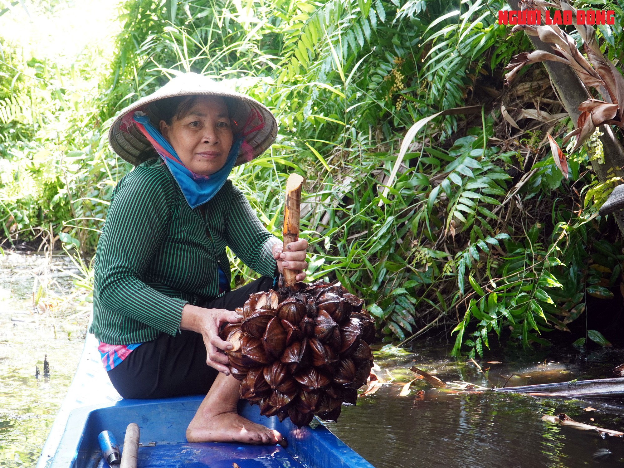 Loại trái từng bỏ đi, giờ đem về tiền triệu cho người miền Tây- Ảnh 5.