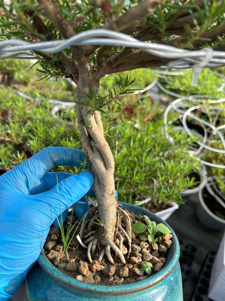 Độc đáo bonsai hoa mười giờ có giá lên tới cả triệu đồng - Ảnh 7.