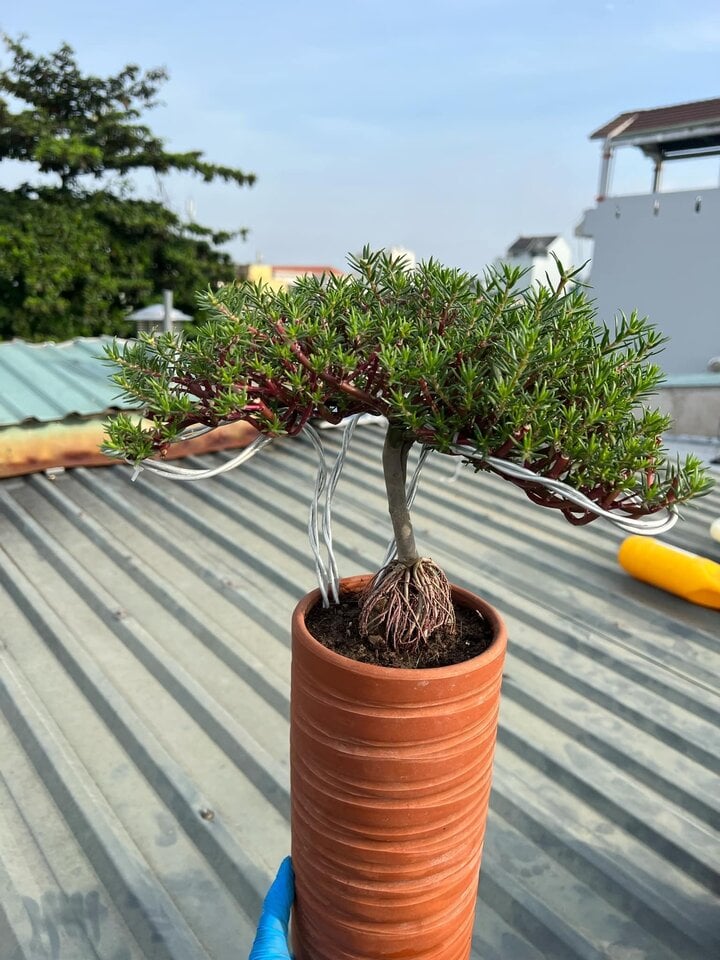 Độc đáo bonsai hoa mười giờ có giá lên tới cả triệu đồng - Ảnh 3.