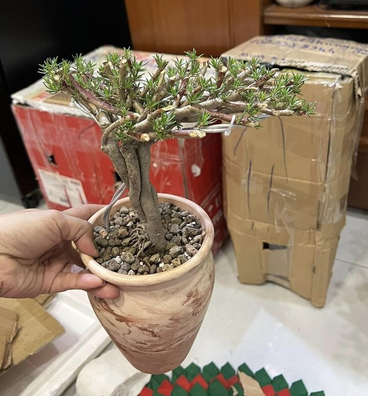 Độc đáo bonsai hoa mười giờ có giá lên tới cả triệu đồng - Ảnh 6.