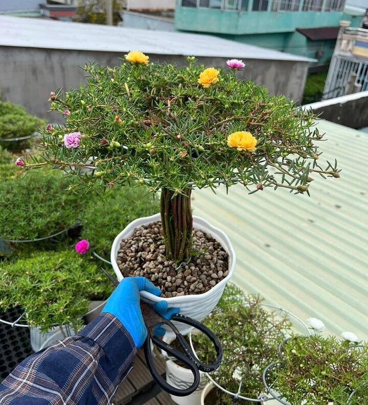 Độc đáo bonsai hoa mười giờ có giá lên tới cả triệu đồng - Ảnh 2.