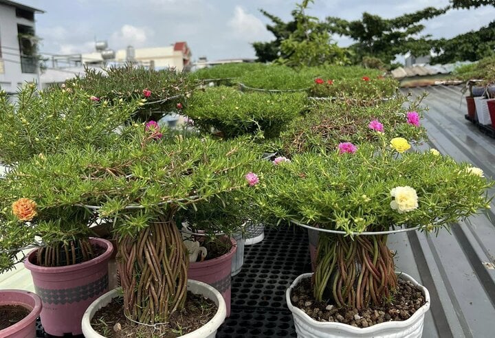 Độc đáo bonsai hoa mười giờ có giá lên tới cả triệu đồng - Ảnh 1.