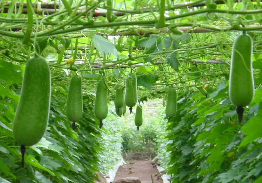 Loại quả nhà nào cũng ăn là 'phương thuốc' hạ đường huyết, bổ tim và giải độc gan: chế biến đơn giản, vị rất dễ ăn- Ảnh 1.