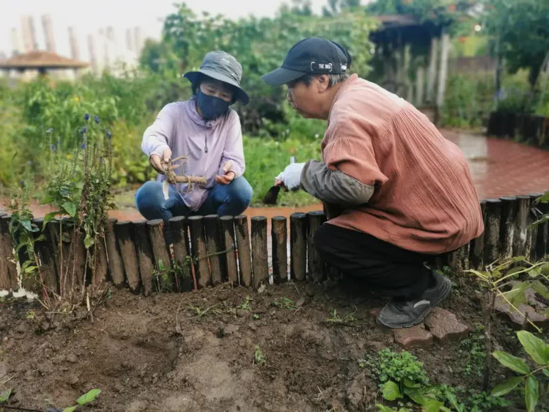 Cùng nhau nghỉ hưu dưỡng già: Thuê đất "vui thú điền viên" làm nông giữa lòng thành phố, không vướng bận con cháu- Ảnh 14.