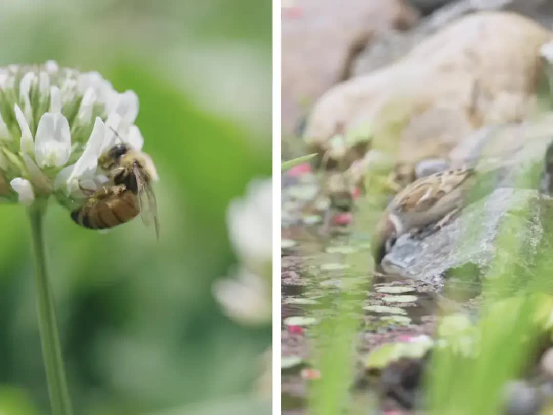 Cùng nhau nghỉ hưu dưỡng già: Thuê đất &quot;vui thú điền viên&quot; làm nông giữa lòng thành phố, không vướng bận con cháu- Ảnh 22.