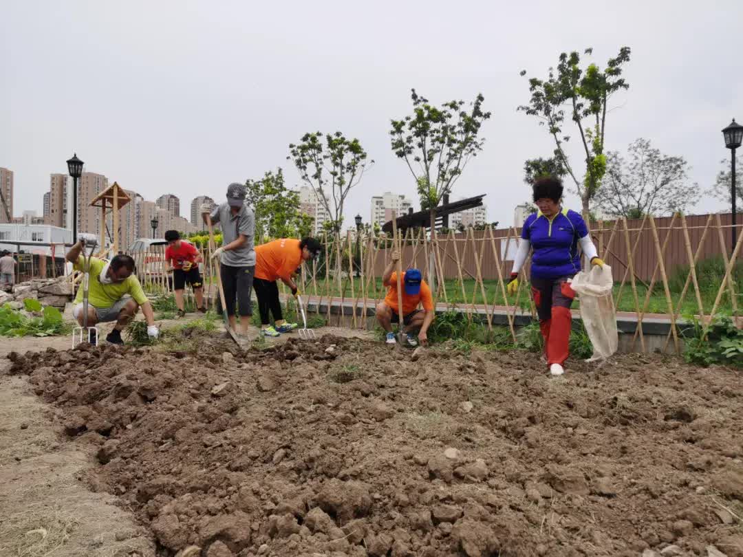 Cùng nhau nghỉ hưu dưỡng già: Thuê đất "vui thú điền viên" làm nông giữa lòng thành phố, không vướng bận con cháu- Ảnh 9.