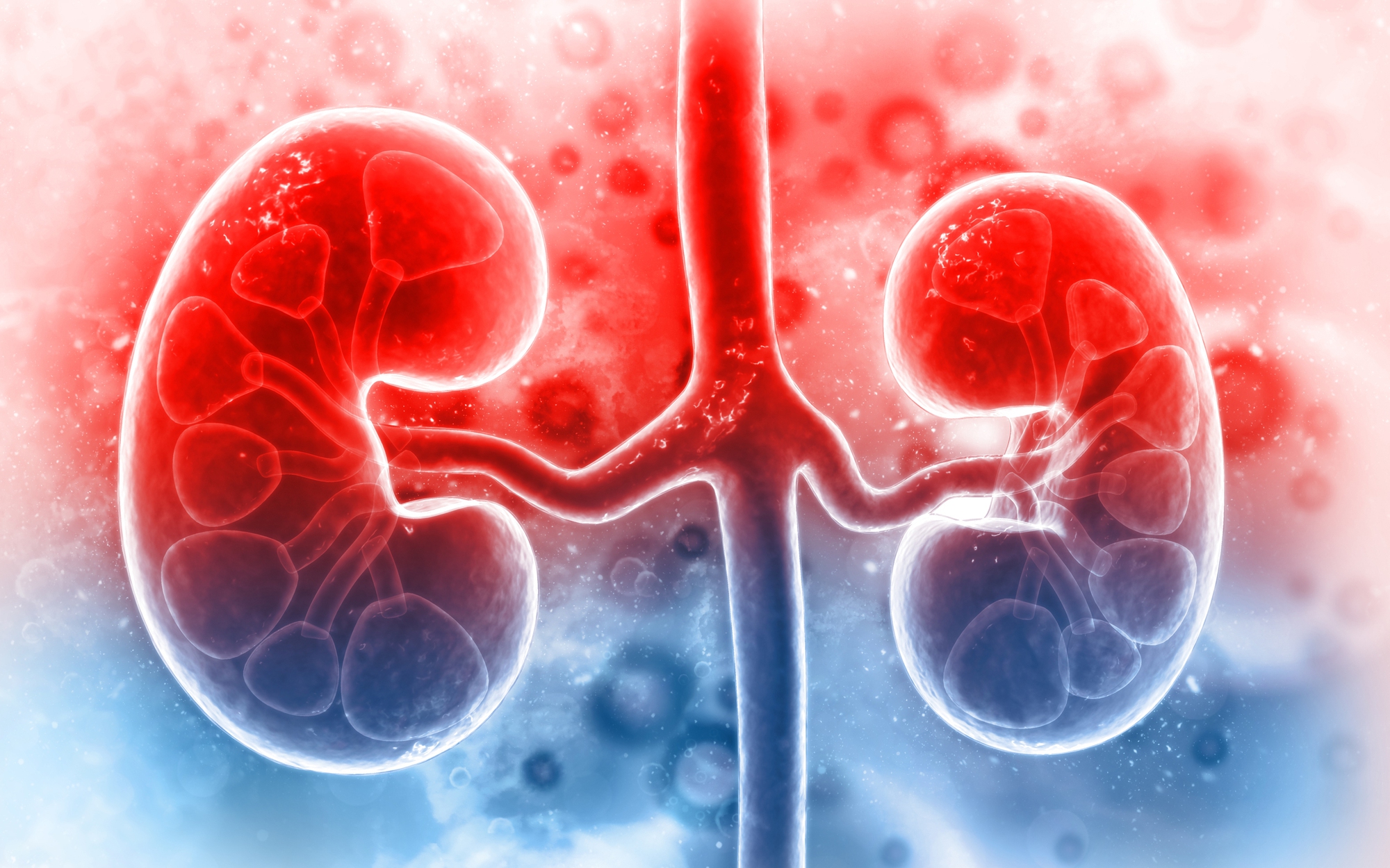 human-kidney-on-scientific-background-10908306643600x2400-17231987594751880988305-0-0-2250-3600-crop-1723198768684870645761-1723256879153-17232568797121098635289.jpeg