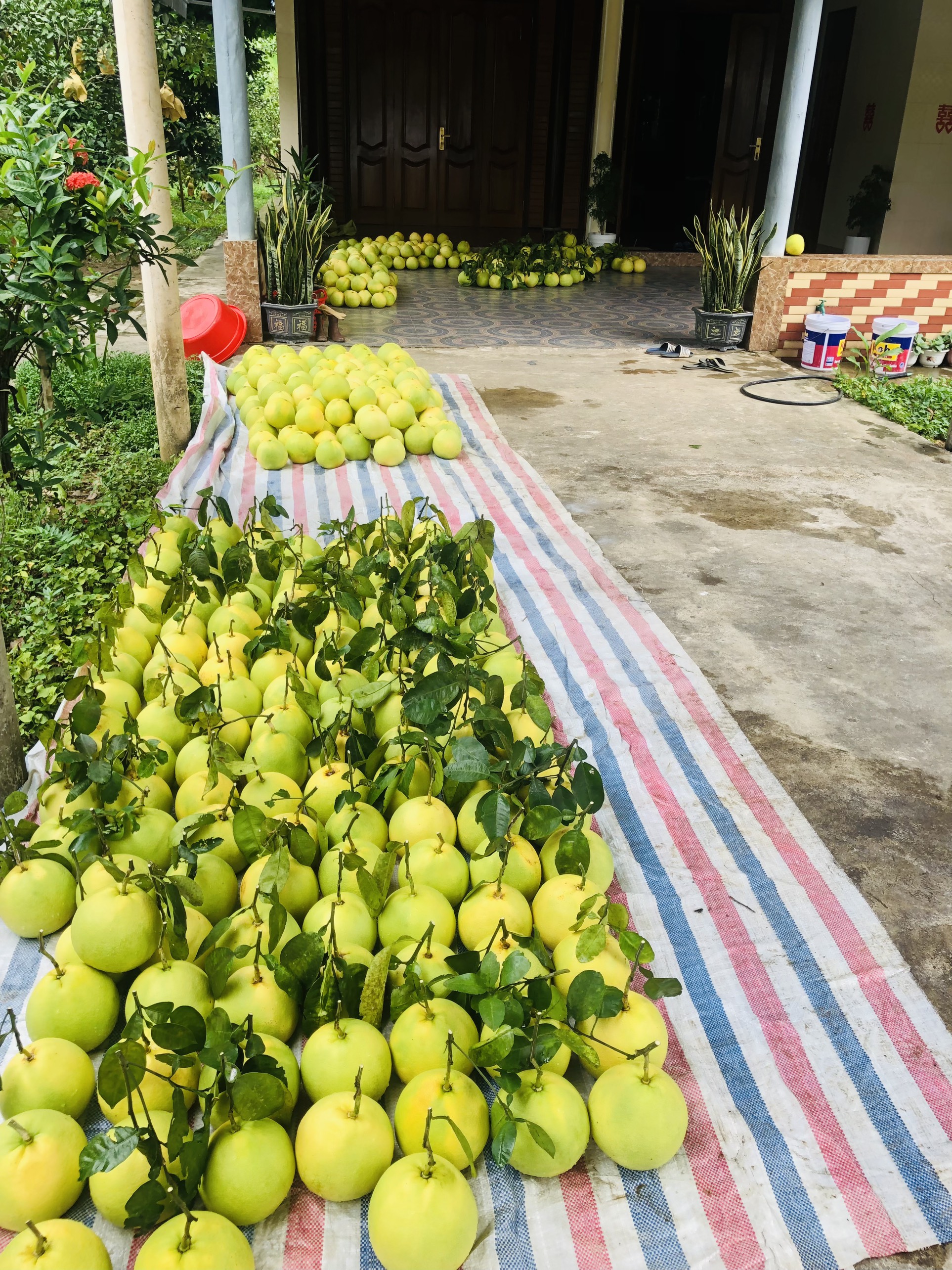 'Thủ phủ' bưởi  Phúc Trạch - đặc sản Hà Tĩnh tất bật vào vụ thu hoạch- Ảnh 12.