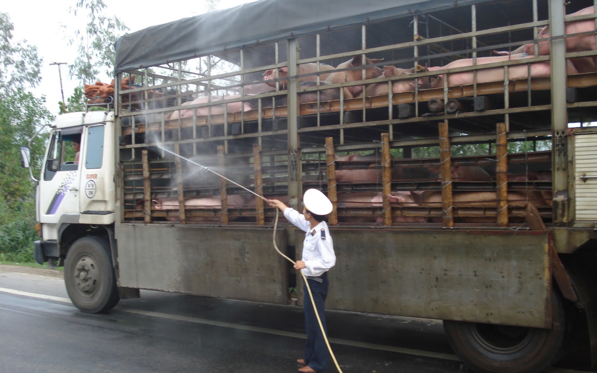 Nguy cơ lây lan dịch tả lợn Châu Phi, xử lý nghiêm việc mua bán, vận chuyển lợn bệnh