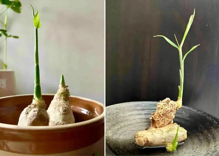 Cách trồng gừng bonsai ở văn phòng, vừa hợp trend vừa tốt cho sức khỏe - Ảnh 7.