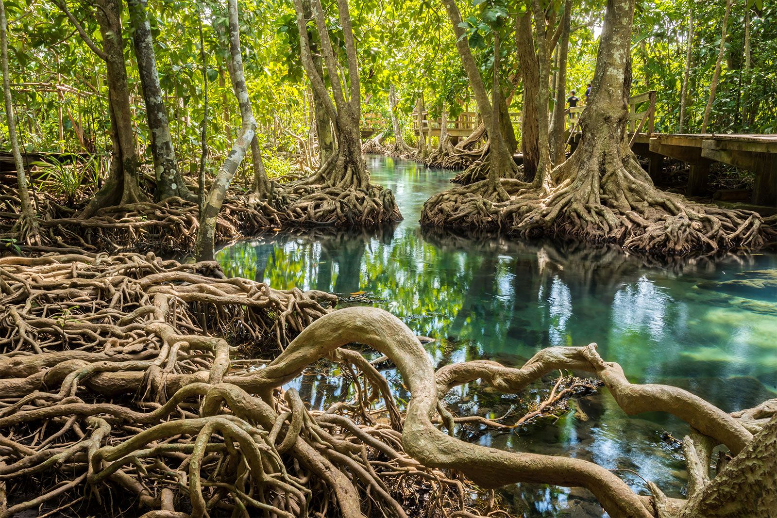 roots-mangrove-trees-tha-pom-khlong-song-1724145278949-1724145279810953881346-1724210487189-17242104874441625857160.jpg